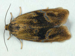 Image de Ptycholoma lecheana Linnaeus 1758