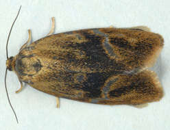 Image of leches twist moth