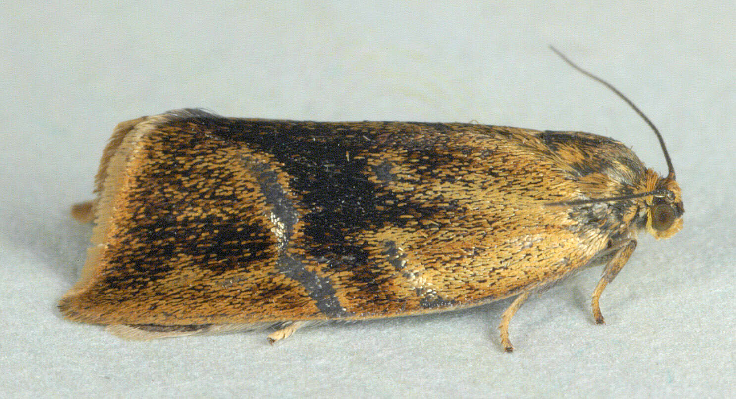 Image of leches twist moth