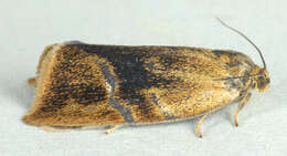 Image of leches twist moth