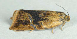 Image of leches twist moth