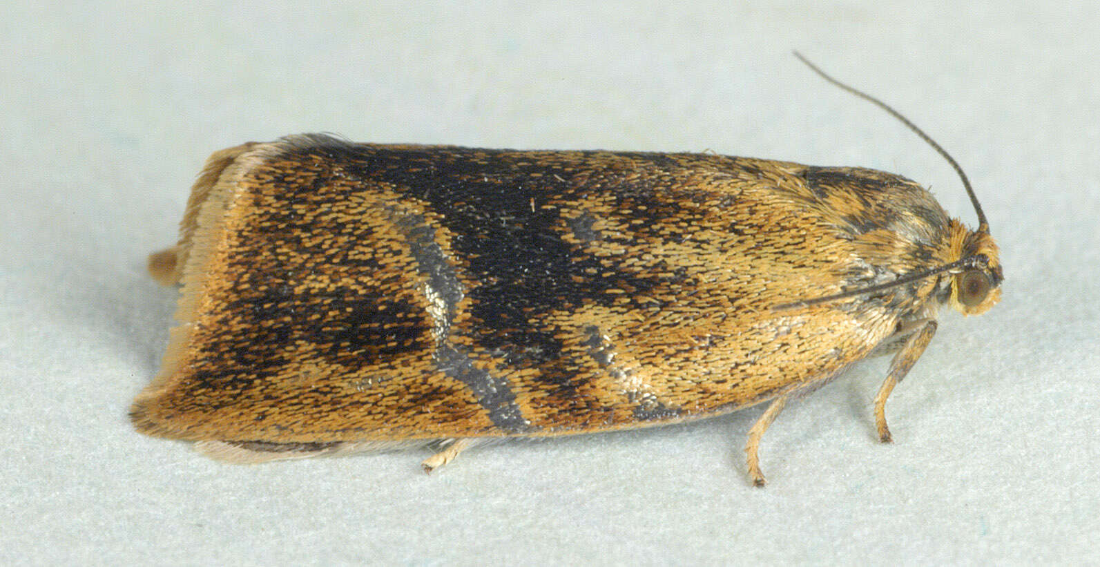 Image de Ptycholoma lecheana Linnaeus 1758