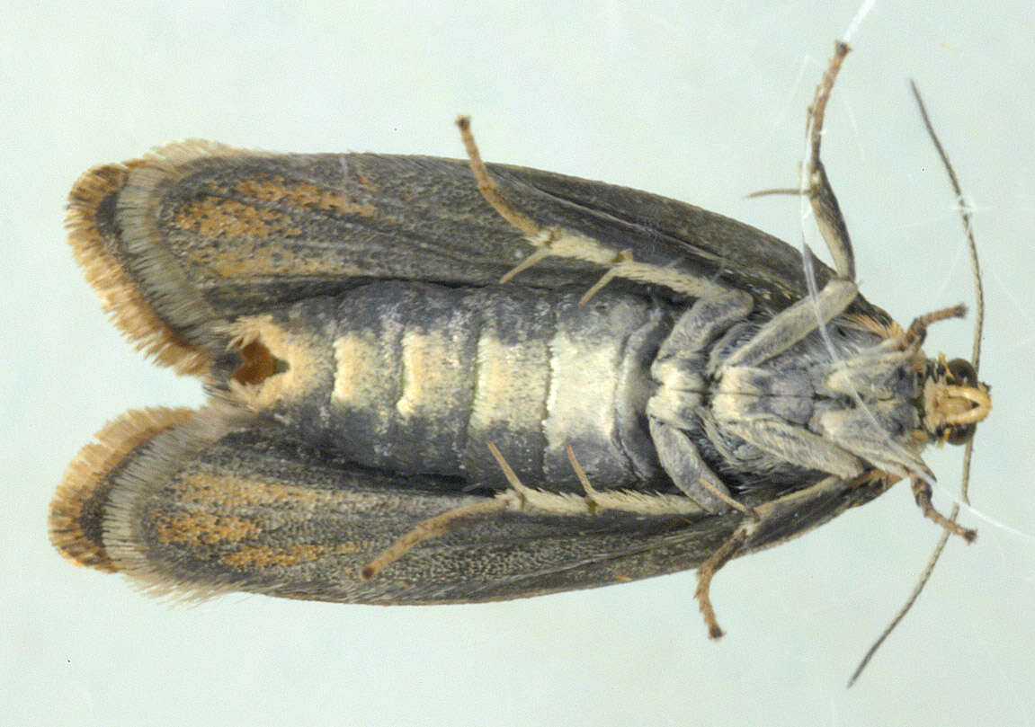 Image of leches twist moth