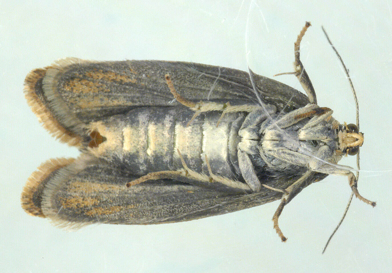 Image of leches twist moth