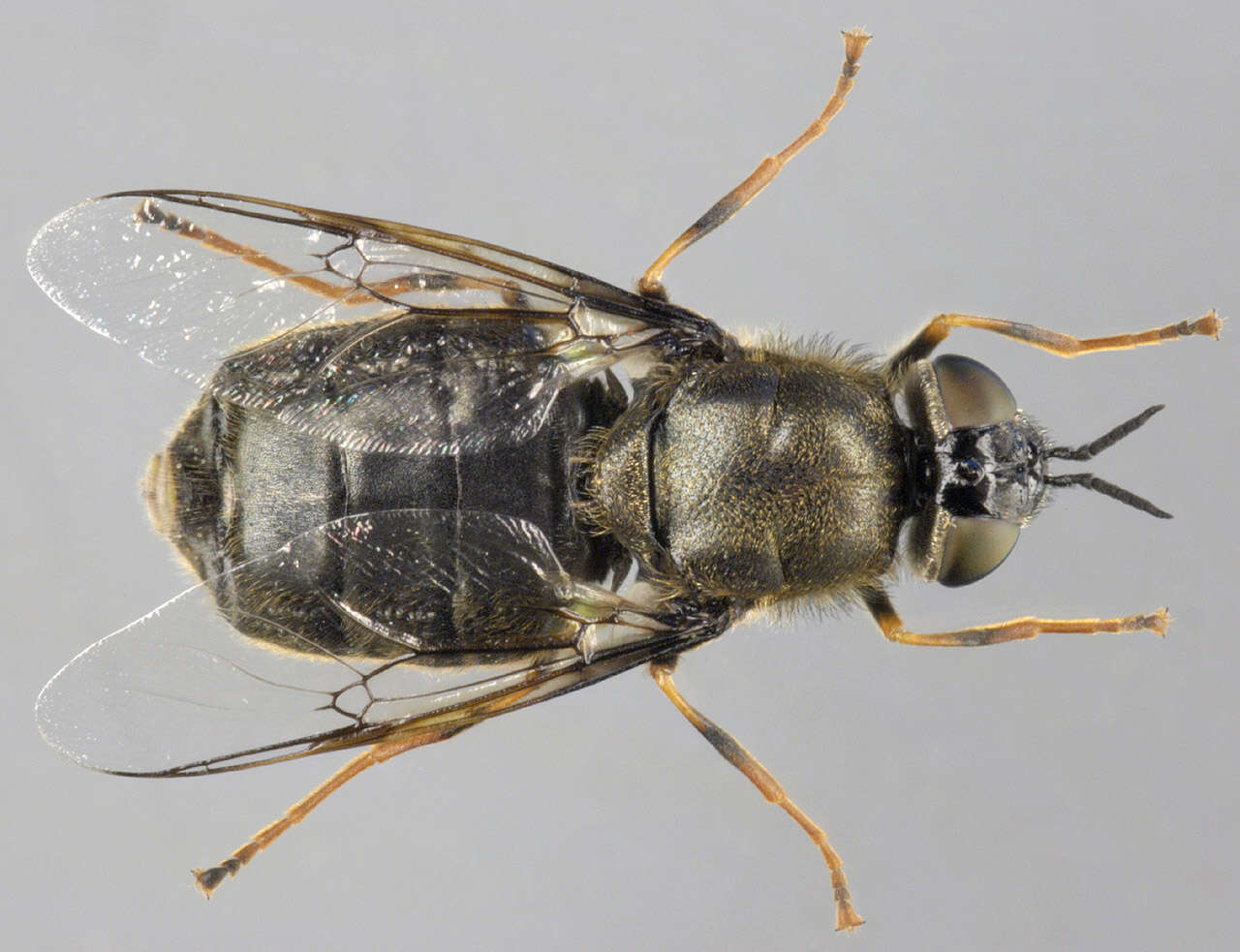 Sivun Odontomyia tigrina (Fabricius 1775) kuva