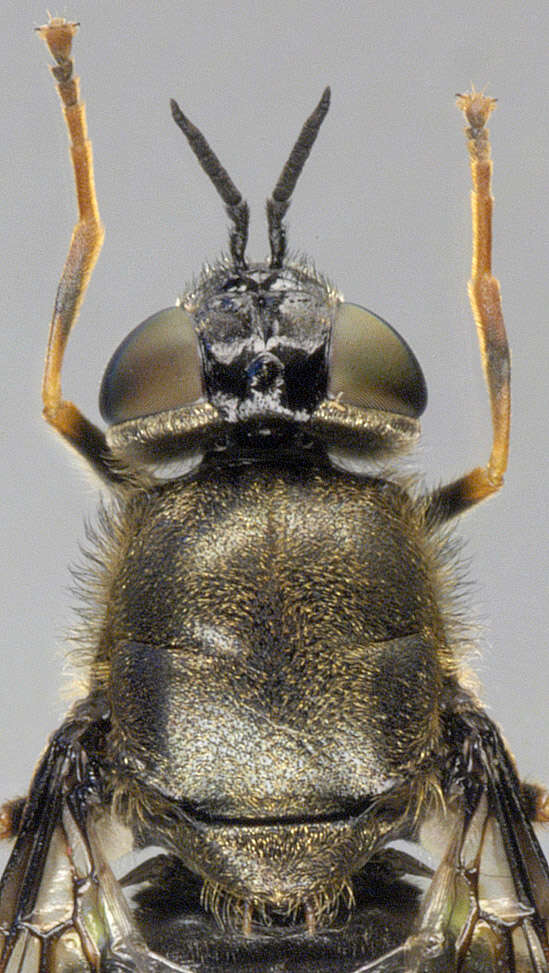 Sivun Odontomyia tigrina (Fabricius 1775) kuva