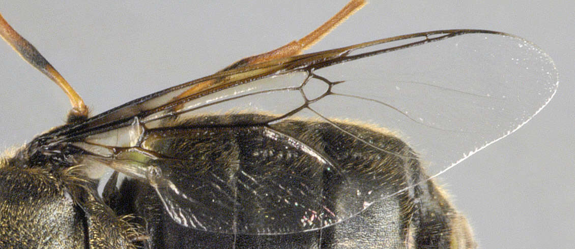 Sivun Odontomyia tigrina (Fabricius 1775) kuva