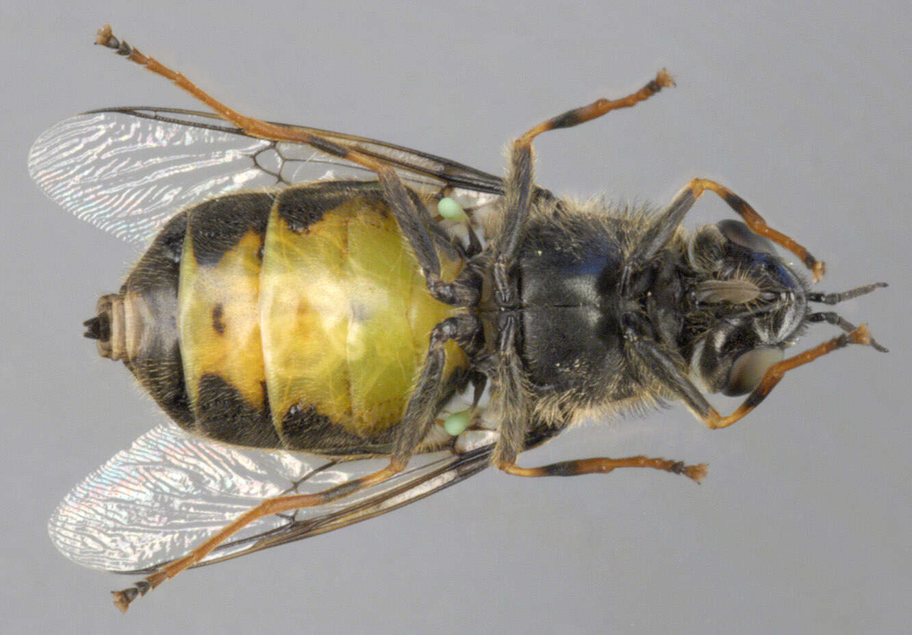 Sivun Odontomyia tigrina (Fabricius 1775) kuva