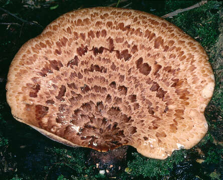 Image of dryad's saddle