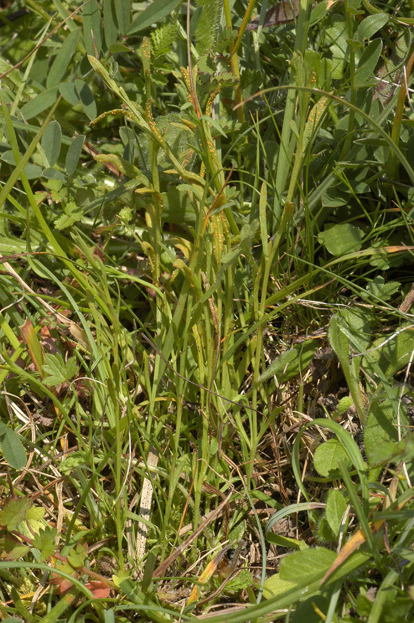 Plancia ëd Puccinia thesii (Desv.) Chaillet 1830