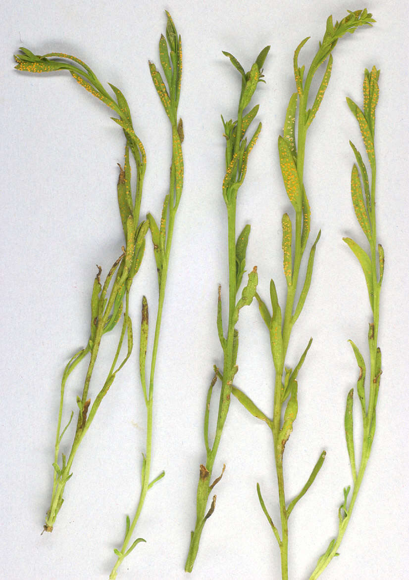 Plancia ëd Puccinia thesii (Desv.) Chaillet 1830