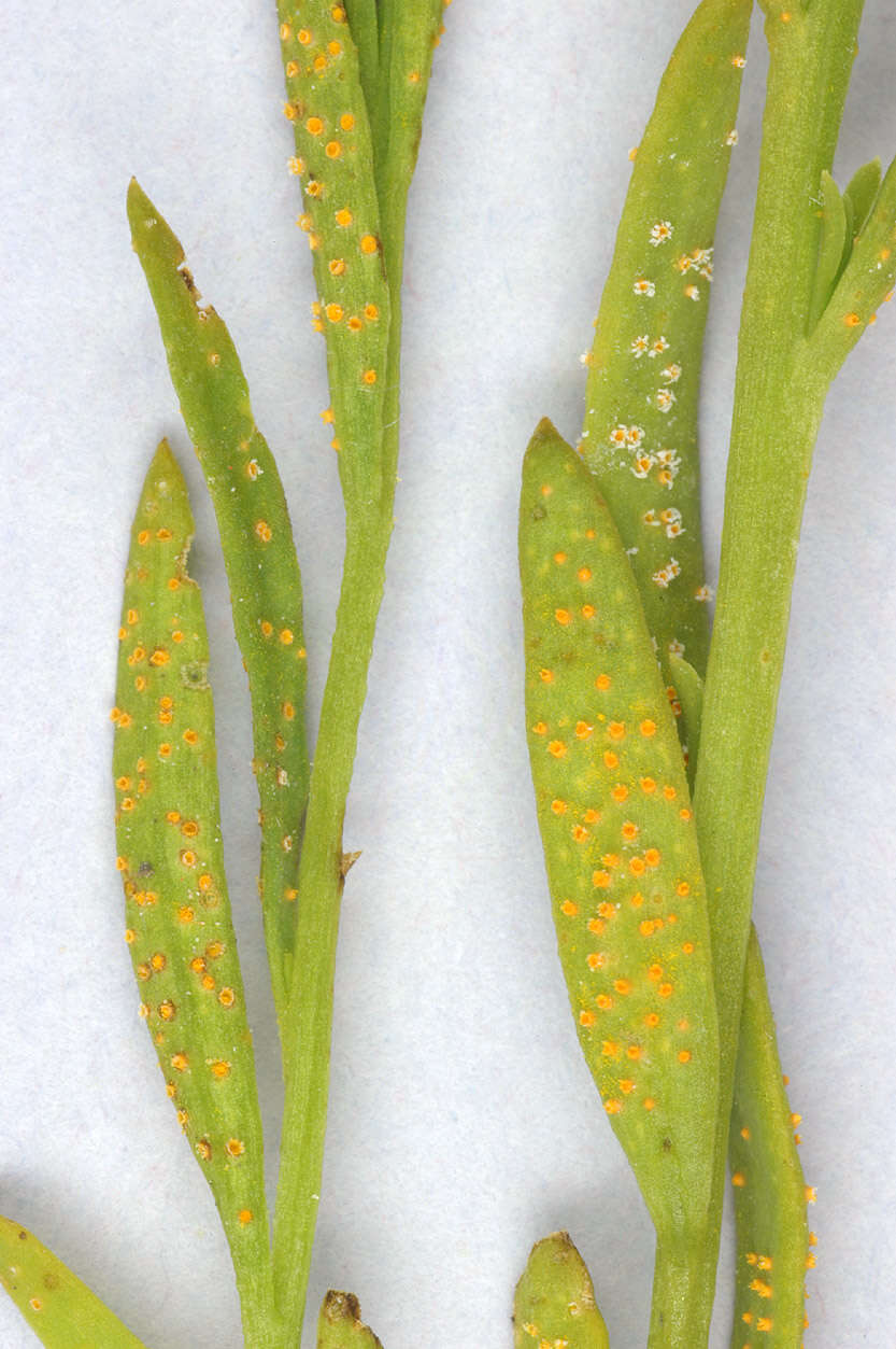 Plancia ëd Puccinia thesii (Desv.) Chaillet 1830