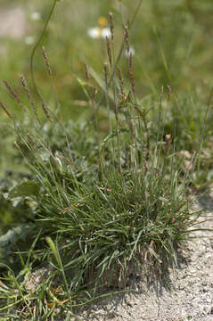 Image of June grass