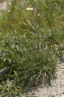 Image of June grass