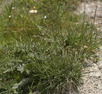 Image of June grass