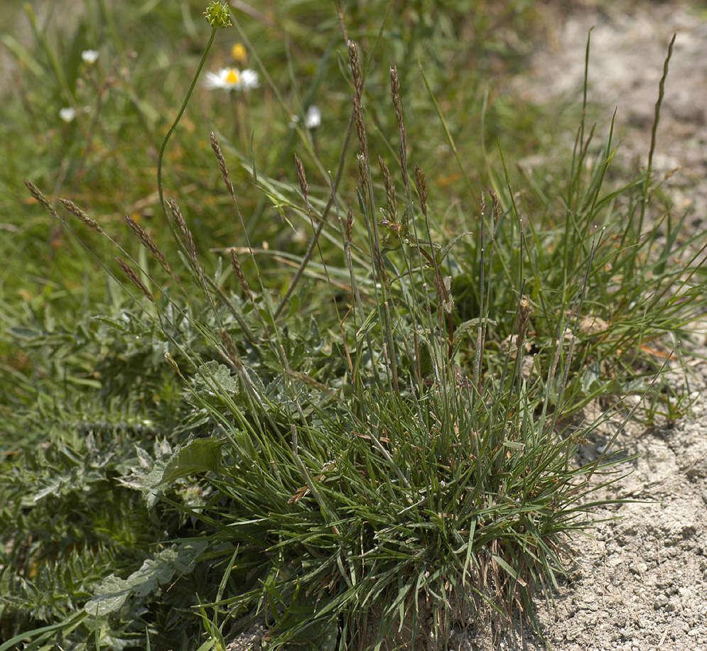 Image of June grass