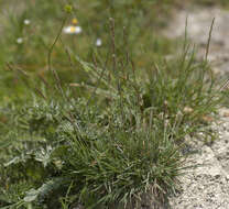 Image of June grass