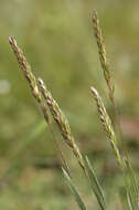 Image of June grass