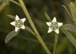 Image of bastard toadflax