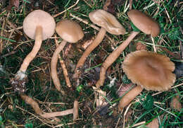 Image of Clitocybe fragrans (With.) P. Kumm. 1871