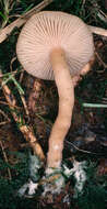 Image of Clitocybe fragrans (With.) P. Kumm. 1871