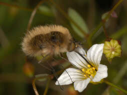 Image of Bombylius canescens Mikan 1796