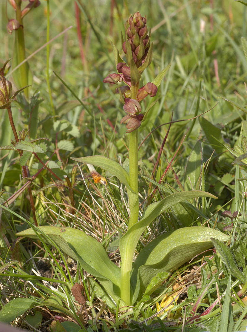 Plancia ëd Dactylorhiza viridis (L.) R. M. Bateman, Pridgeon & M. W. Chase