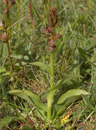 Plancia ëd Dactylorhiza viridis (L.) R. M. Bateman, Pridgeon & M. W. Chase