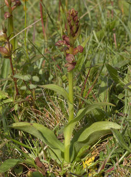 Image of Frog orchid