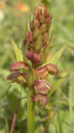 Plancia ëd Dactylorhiza viridis (L.) R. M. Bateman, Pridgeon & M. W. Chase