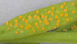 Plancia ëd Puccinia thesii (Desv.) Chaillet 1830