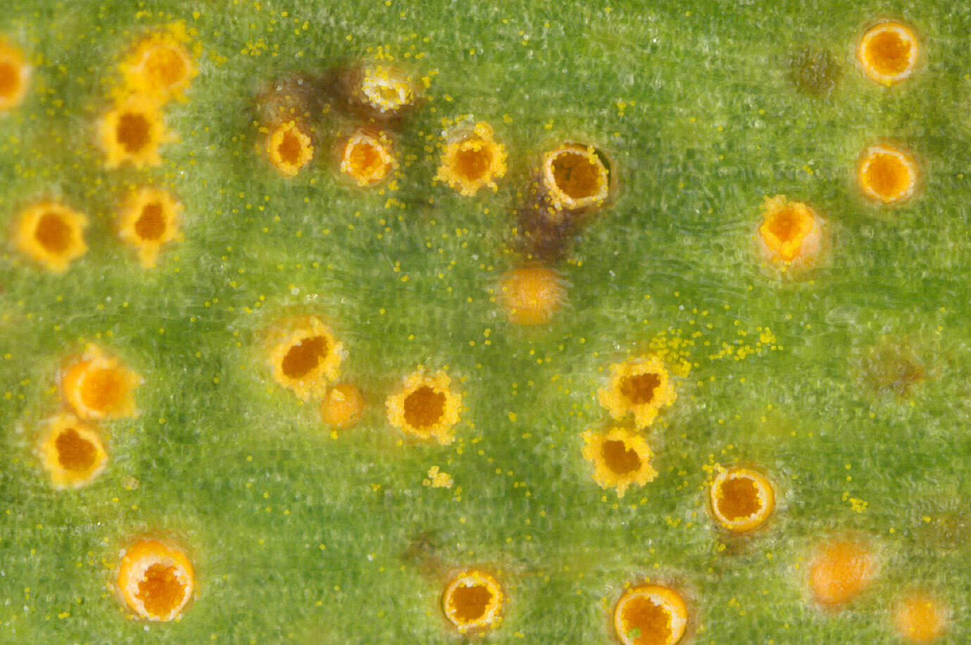 Plancia ëd Puccinia thesii (Desv.) Chaillet 1830