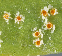 Plancia ëd Puccinia thesii (Desv.) Chaillet 1830