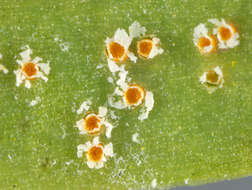 Plancia ëd Puccinia thesii (Desv.) Chaillet 1830