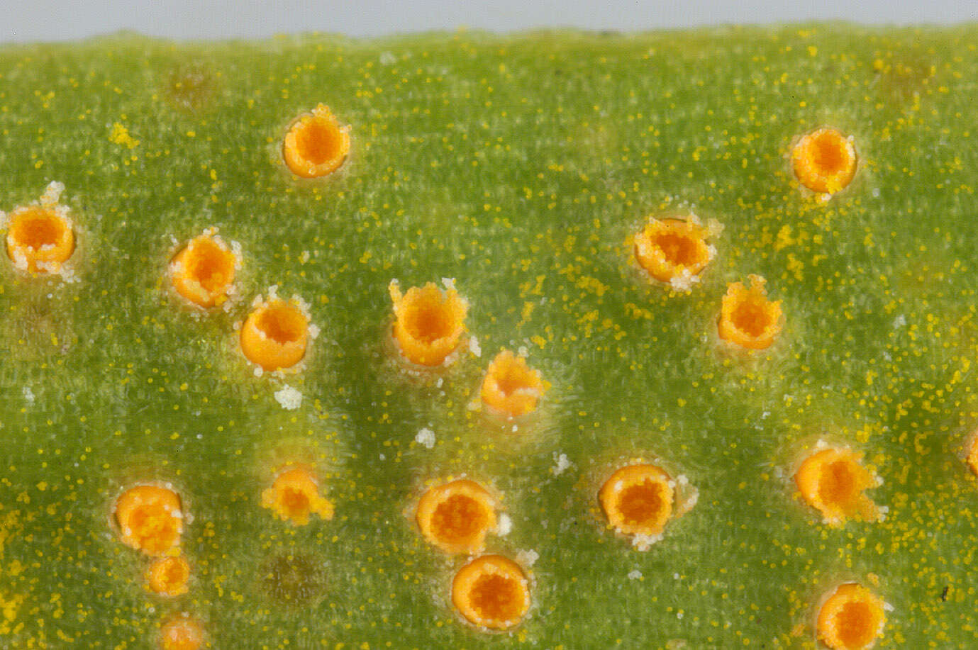 Plancia ëd Puccinia thesii (Desv.) Chaillet 1830