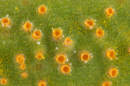 Plancia ëd Puccinia thesii (Desv.) Chaillet 1830