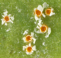 Plancia ëd Puccinia thesii (Desv.) Chaillet 1830