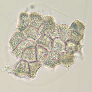 Plancia ëd Puccinia thesii (Desv.) Chaillet 1830