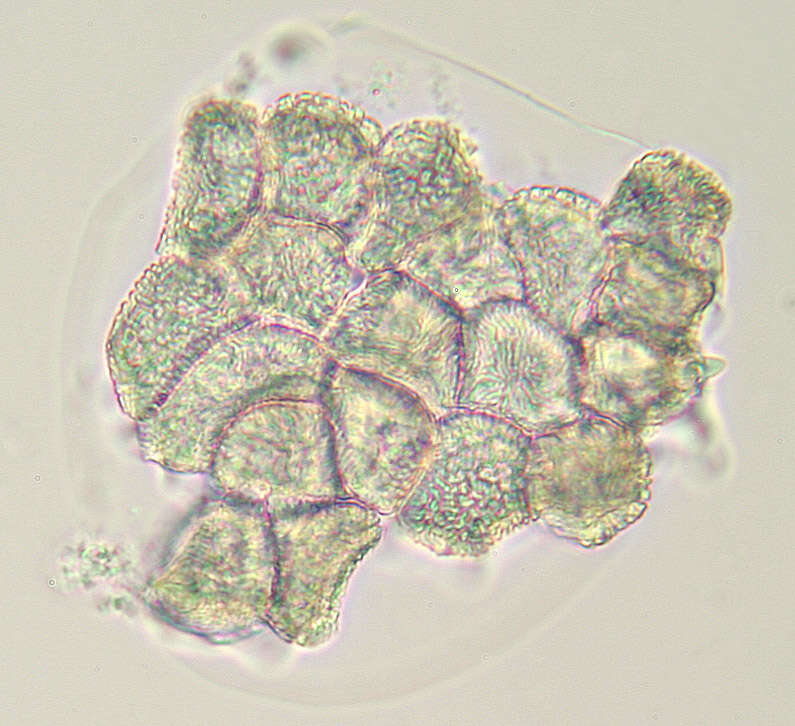 Plancia ëd Puccinia thesii (Desv.) Chaillet 1830