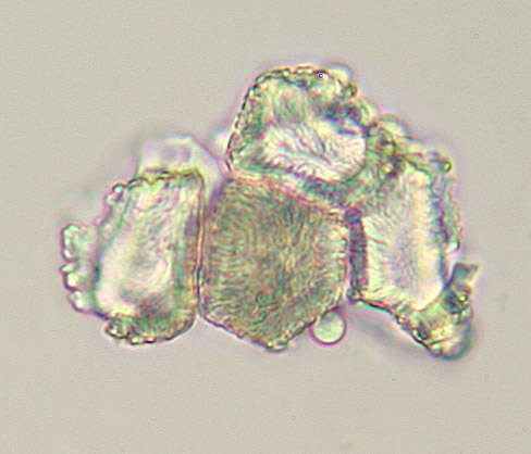 Plancia ëd Puccinia thesii (Desv.) Chaillet 1830