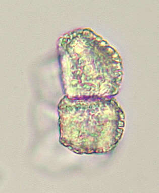 Plancia ëd Puccinia thesii (Desv.) Chaillet 1830