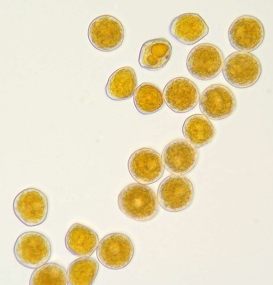 Plancia ëd Puccinia thesii (Desv.) Chaillet 1830