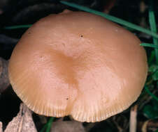 Image of Clitocybe fragrans (With.) P. Kumm. 1871