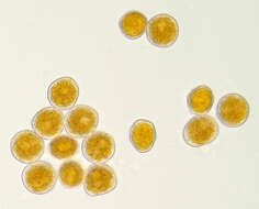 Plancia ëd Puccinia thesii (Desv.) Chaillet 1830