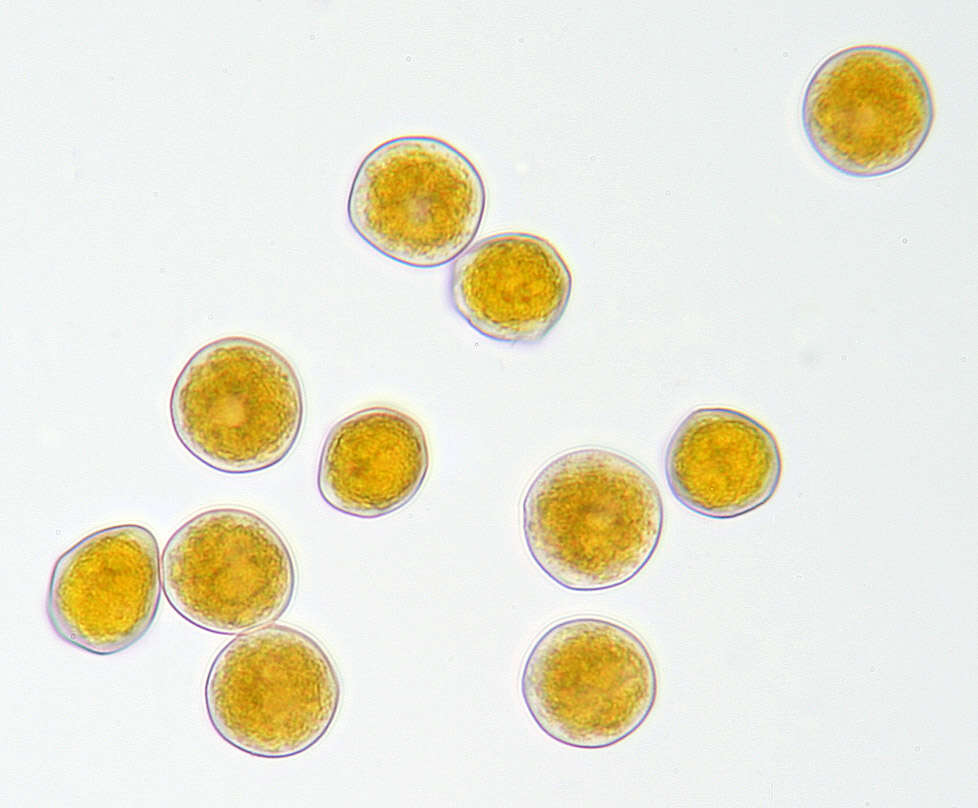 Plancia ëd Puccinia thesii (Desv.) Chaillet 1830