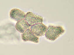 Plancia ëd Puccinia thesii (Desv.) Chaillet 1830