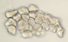 Plancia ëd Puccinia thesii (Desv.) Chaillet 1830