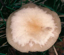 Image of Clitocybe fragrans (With.) P. Kumm. 1871