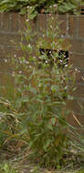 Image of Broad-leaved Willowherb