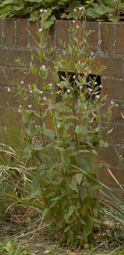 Epilobium montanum L. resmi